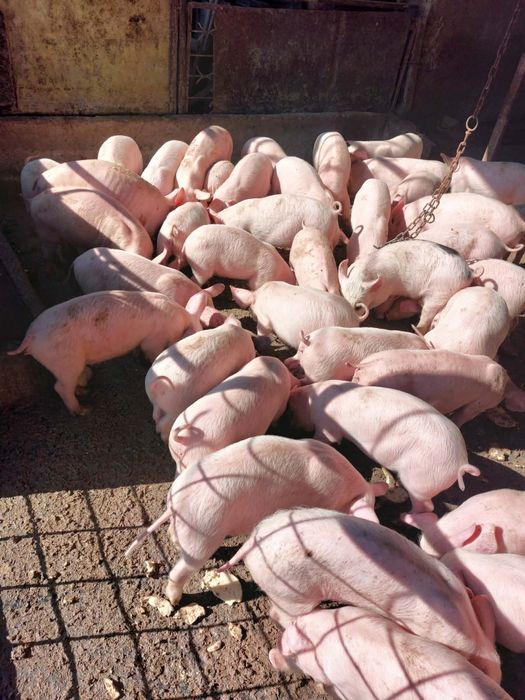 Прасенца 20-20 кг