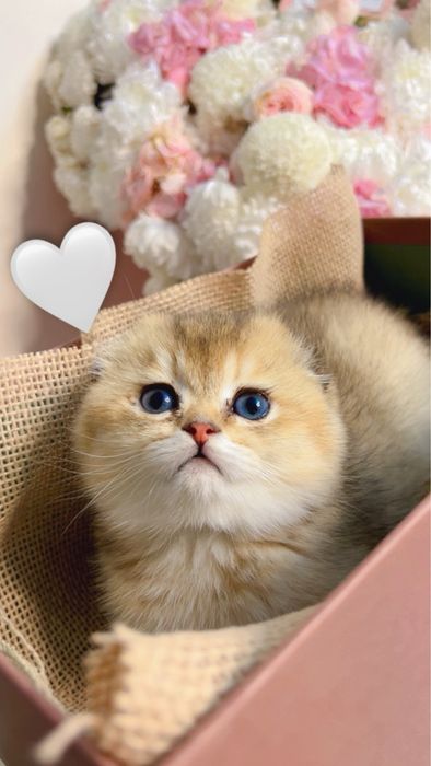 Золотая шиншилла элитный фолд