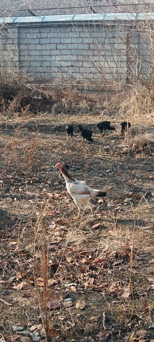 Дакан хўроз ва товуқлари сотмлади 3та хўроз 9та товуқ