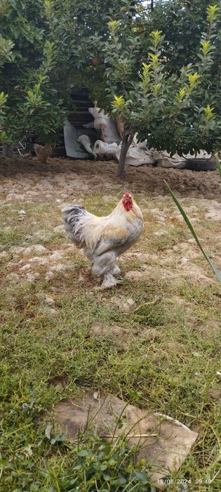 Тухум заказга Брама Изабелла тоза зотли товук тухумлари сотилади