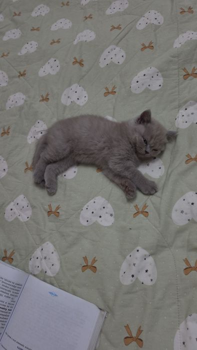 Продаю котенка 2 месяца британский сткотиш страйт