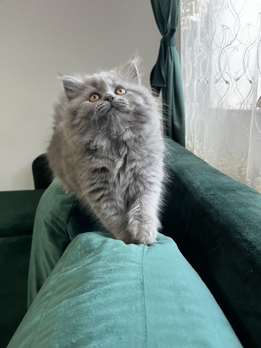 Fetiță british longhair