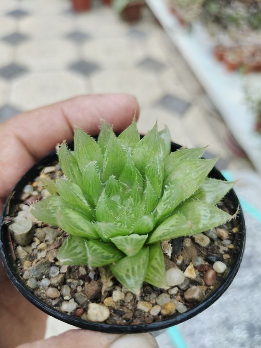 Продаются домашние суккуленты