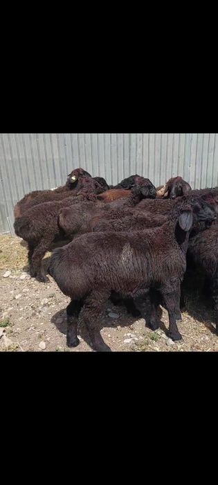 Токты. Кой.тусак.кошкар