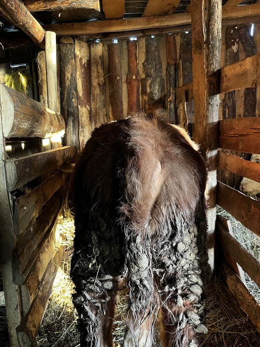 Салам Алейкум продам быка 1 год