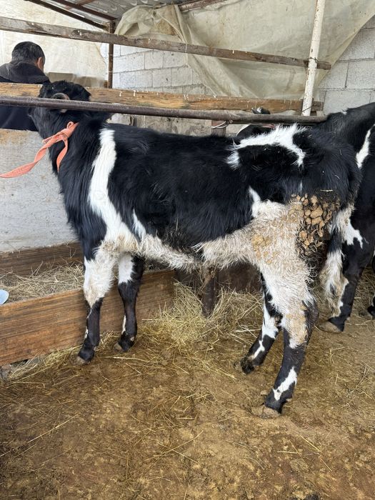 Продам кором с телятами