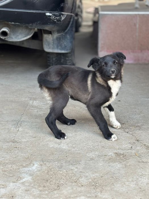 Отдам щенков  бесплатно