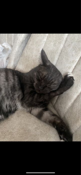 Пристраивается кошечка