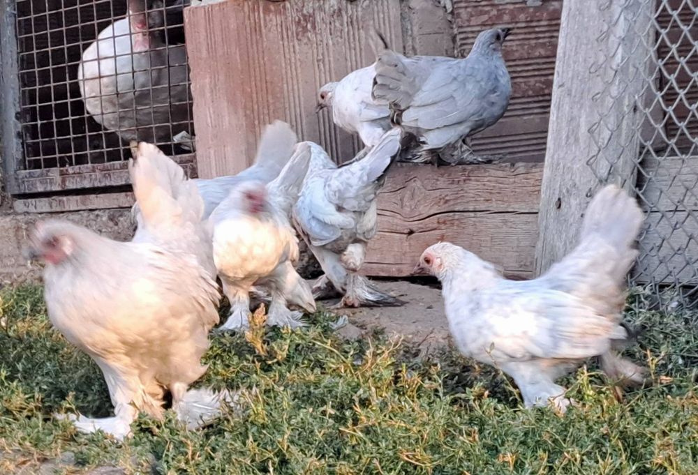 Продавам Холандски гащати