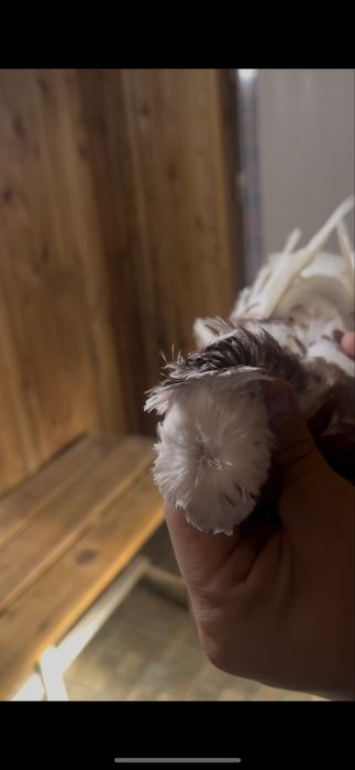 Капкан самка чинка