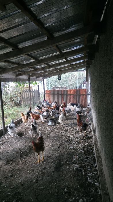 Домашних кур и цыплят