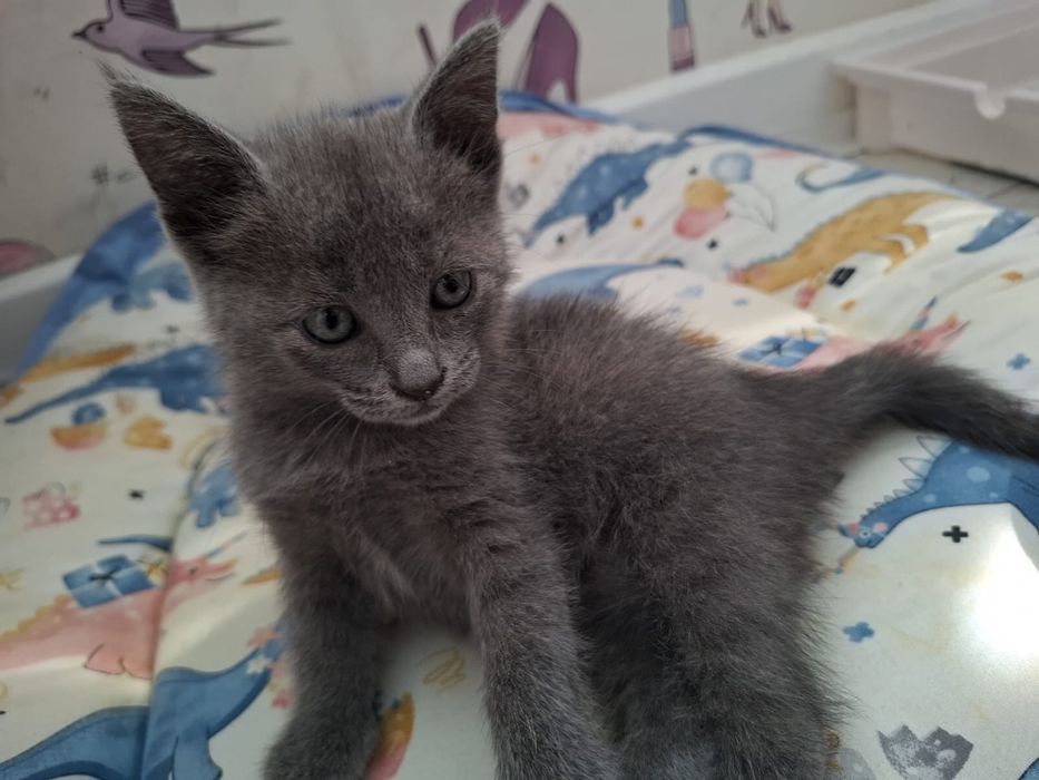 Потеряли маленьки котенка