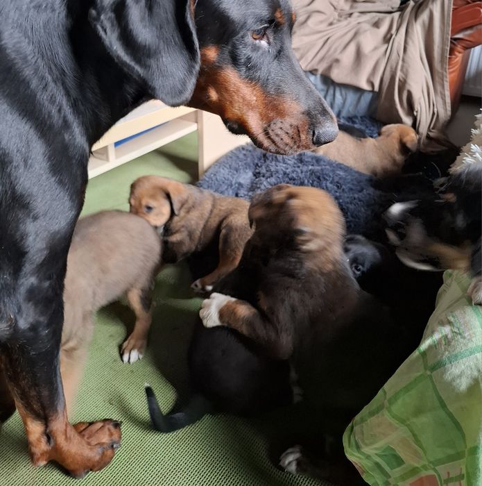 Donez catei mama doberman tata metis