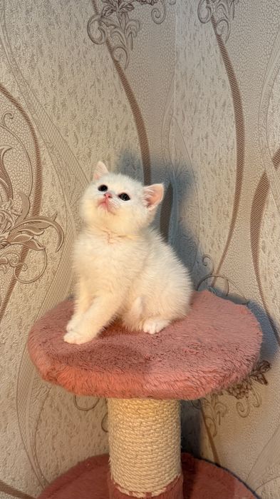 Порода: Британская короткашерстная шиншилла