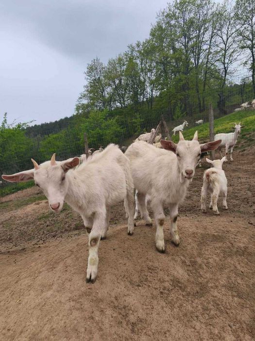 Продавам ярета за дамазлък порода ББМ 6 евро на килограм