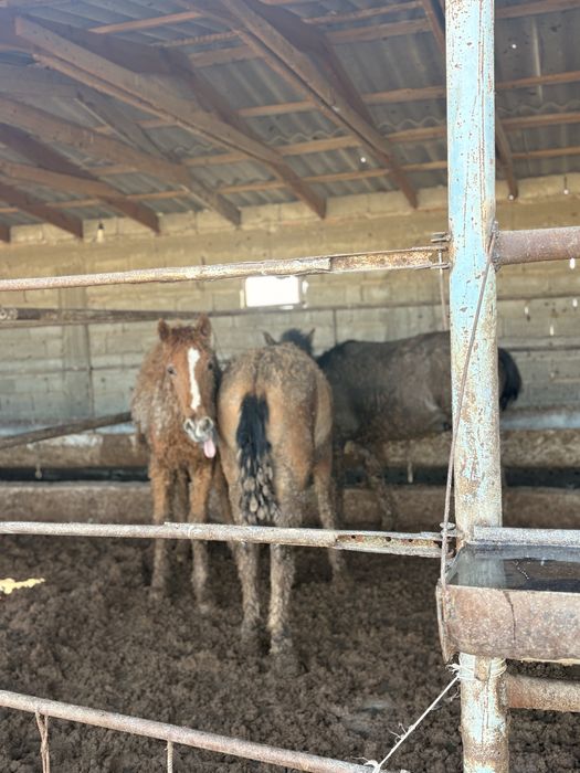 Жылкы еті бар 2700 тг