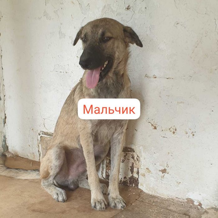 Отдам в добрые руки собак