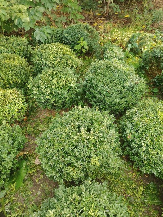 Самшит кустарник