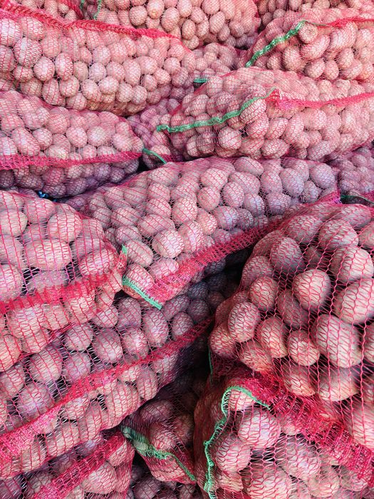 Sămânță cartofi roșii Bellarosa