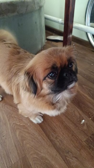 Продам щенков Пекинеса