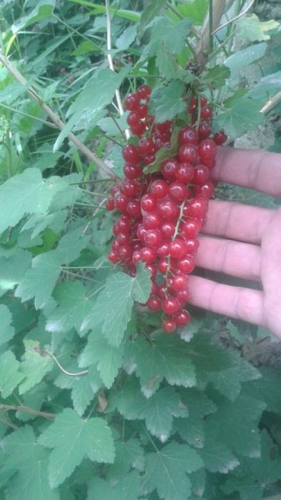 Смародина "Корагат" кучатлари бор