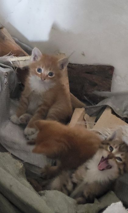 Котята домашние 1 мес