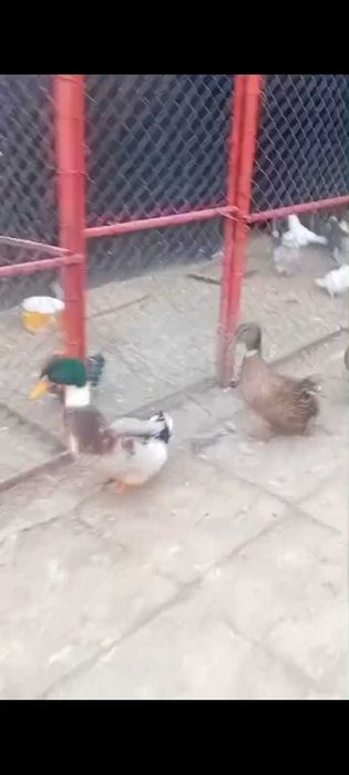 Rate românești de vânzare gorj