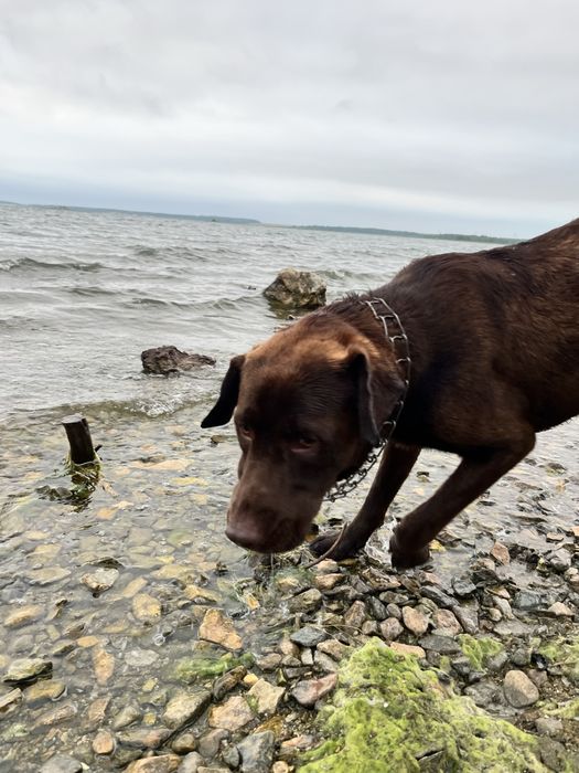 Вязка лабрадор мальчик шоколадного окраса