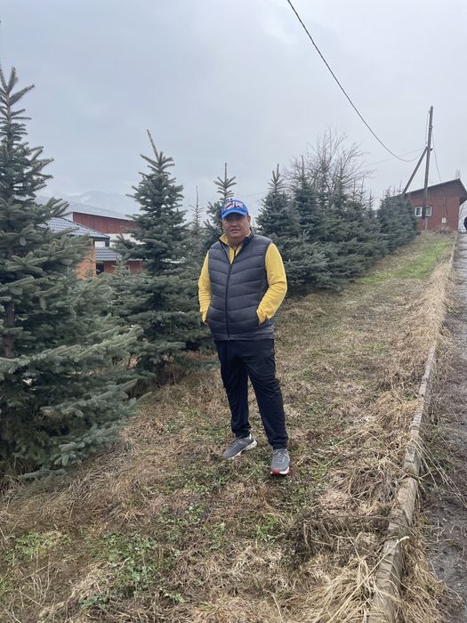 Голубые ели