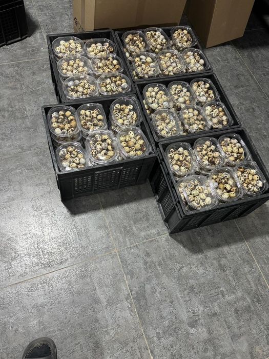 Перепёлка 1500тг 1шт,