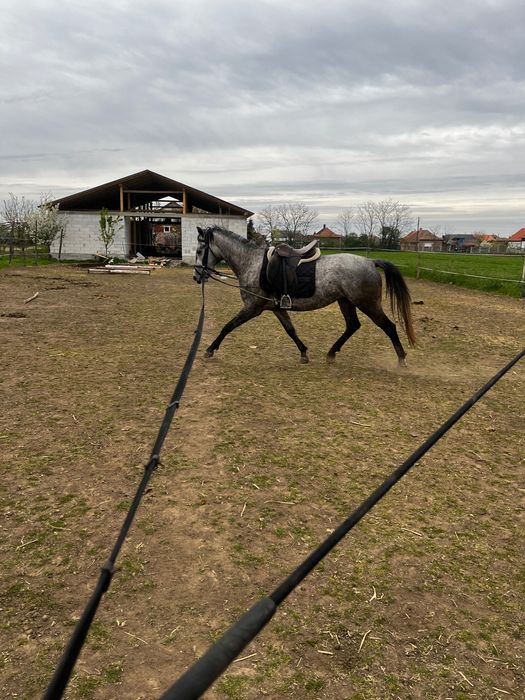Vand pereche de iepe lipitan cu pedigree