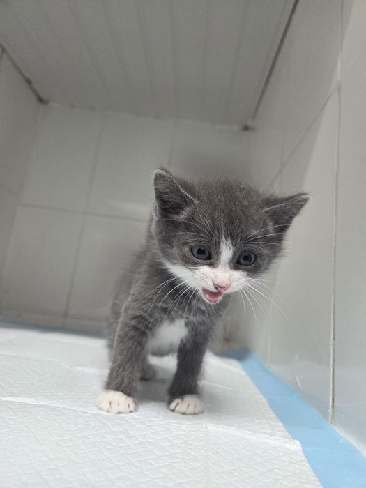 Бесплатно котята