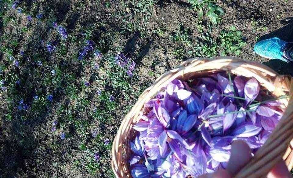 Шафранови луковици