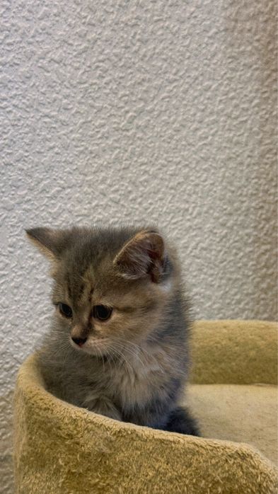 Отдадим котят в любящие руки!