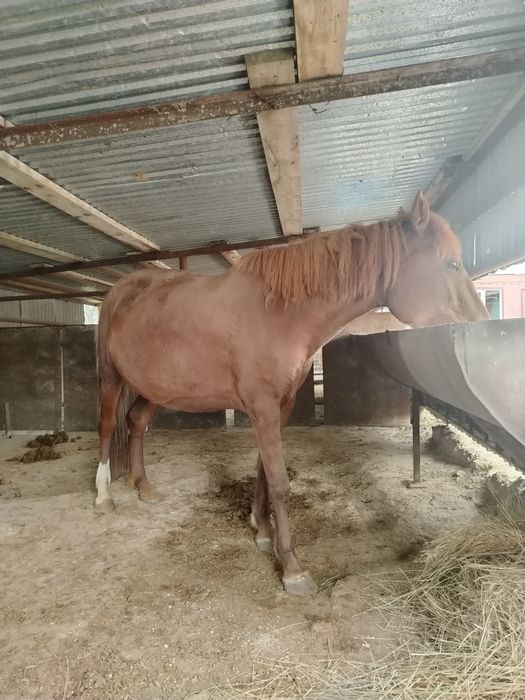 Продам Обмен Кабылу