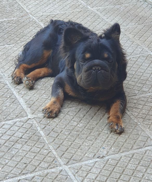 Френски булдог (Big rope) Fluffy carrier