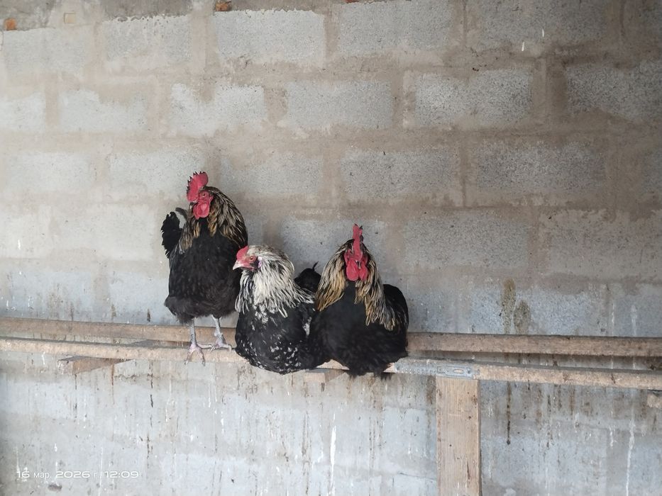 Продам молодых петушков