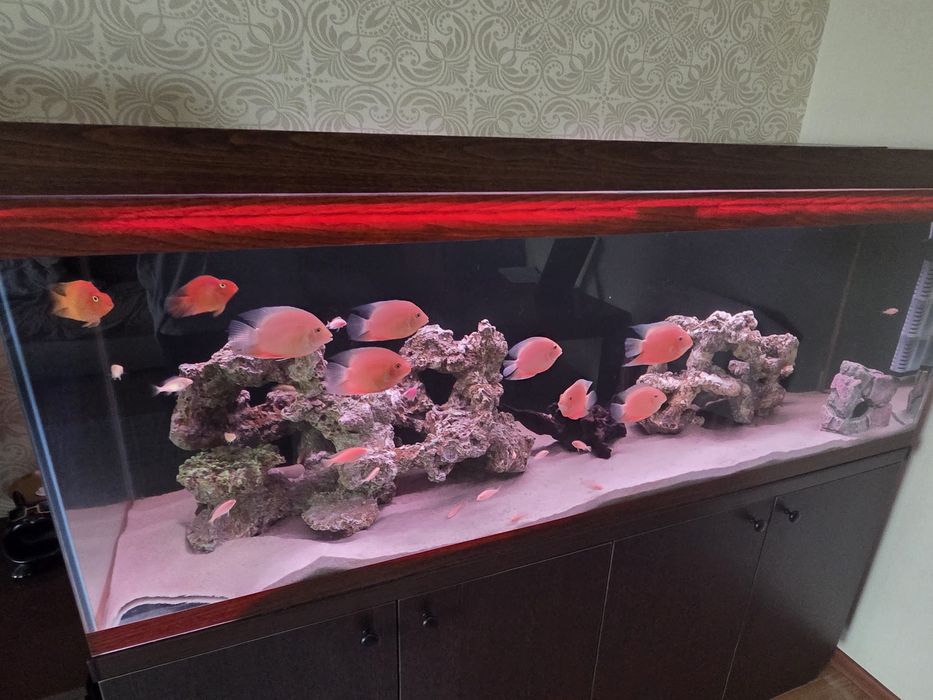 Северум красноточечный