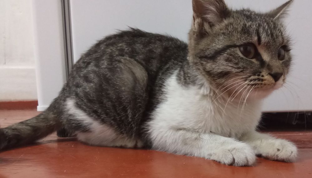 Mushuk hadya qilinadi