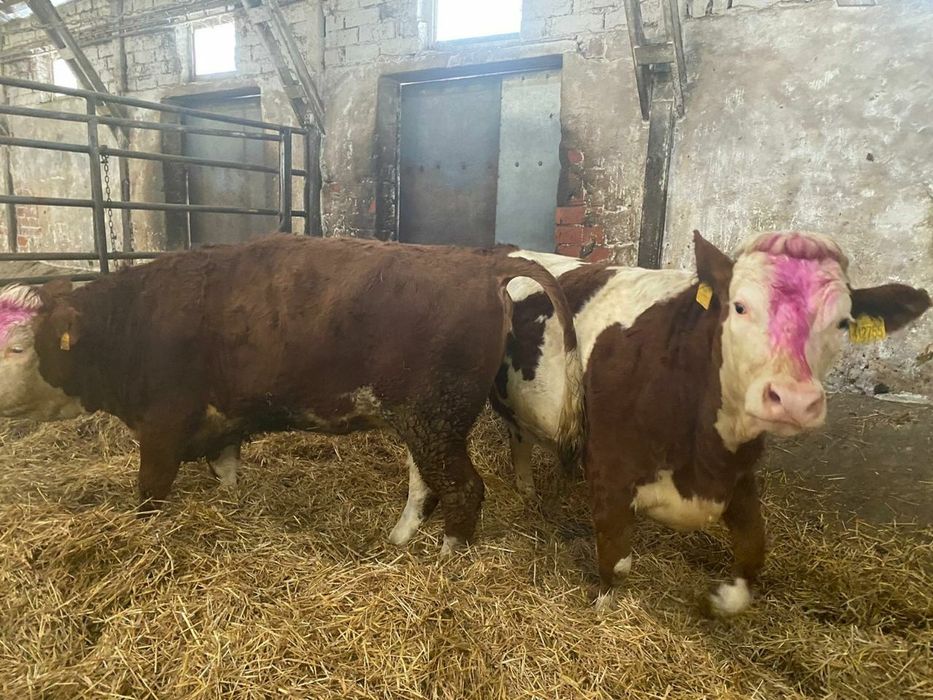 Голштейн, Golshteyn
Yevropadan naslli qoramollar yetkazib beramiz.