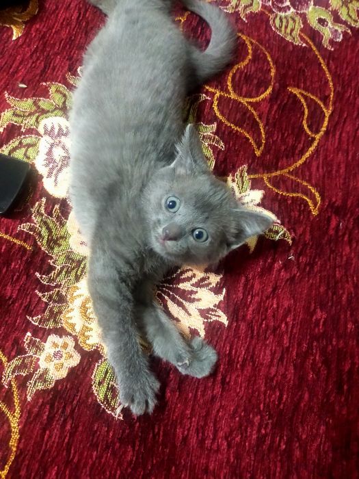 Красивые котята !