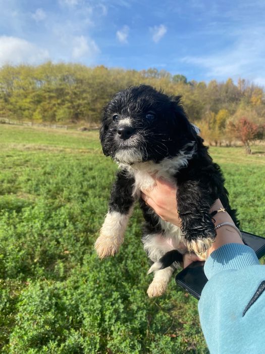 Cățeluși pentru adopție responsabilă!