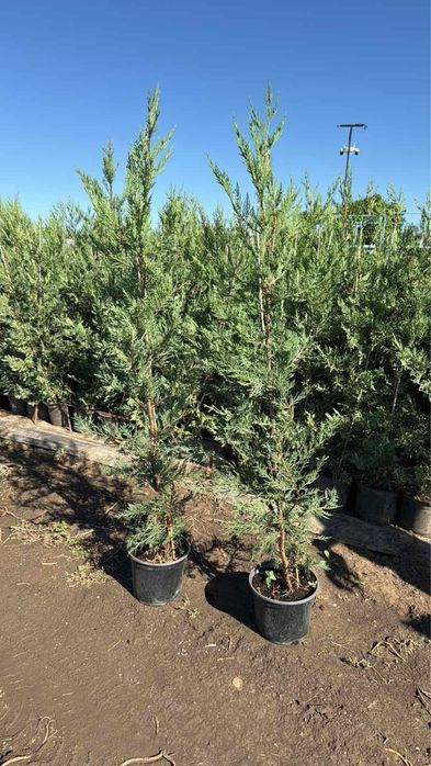 Лвйландски кипарис