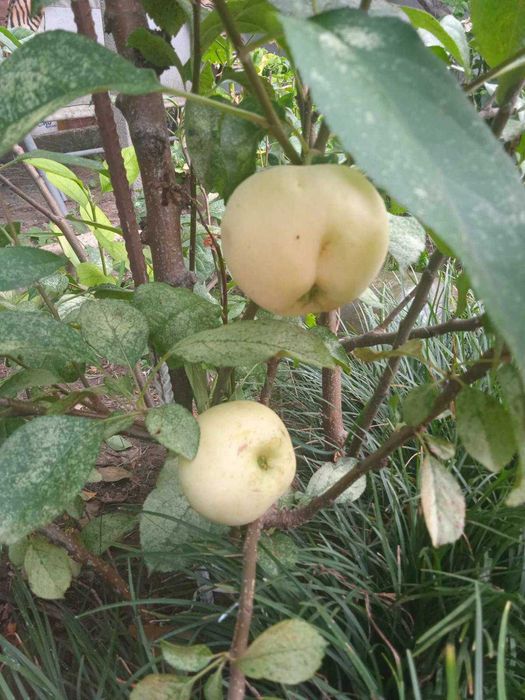 Декоративна ябълка