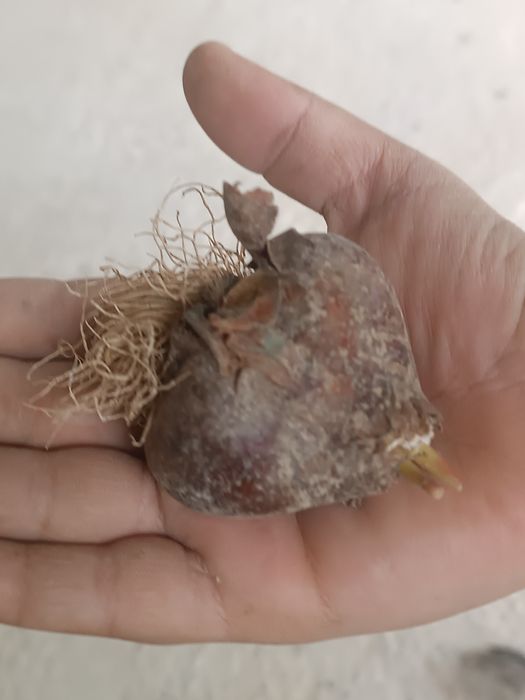 Лола пиёзи, луковицы тюльпанов привозные Голландия