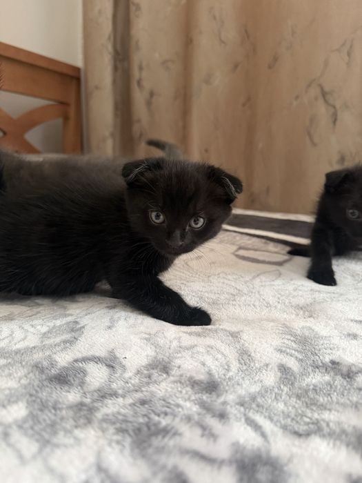 Котята вислоухие