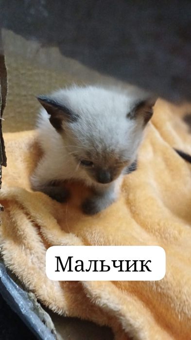Отдаем в хорошие руки котят