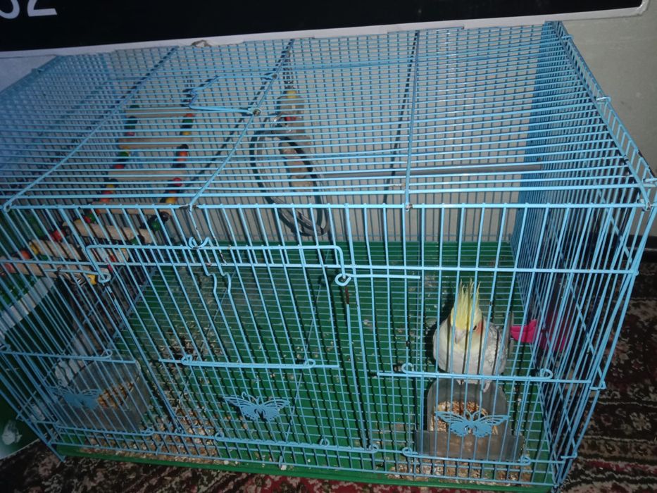 Тутықус сатылады