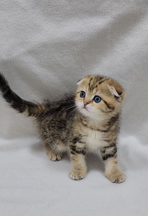 Скотиш фолд девочка золотая шиншилла мраморная