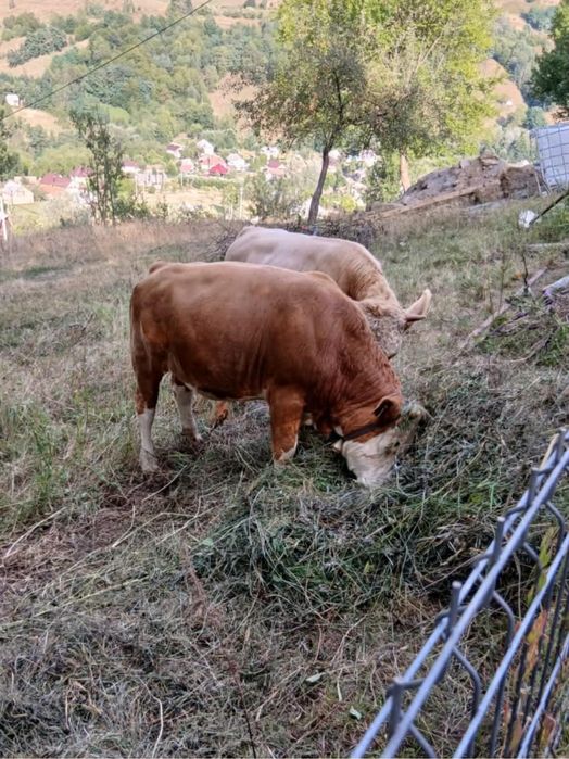 Taurasi de vanzare
